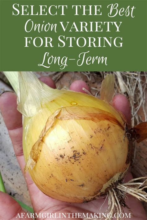 Selecting The Best Onions For Storing Long Term Onion Types Of