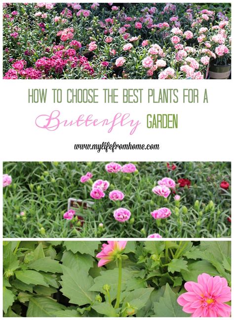 How To Choose The Best Plants For A Butterfly Garden My