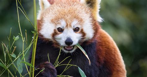 Red Panda Found In Fig Tree Recaptured After Escaping Australian Zoo