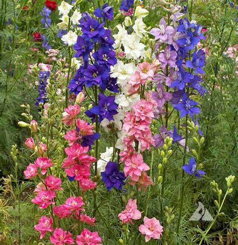Rocket Larkspur Imperial Mix Delphinium Consolida Applewood Seed Co