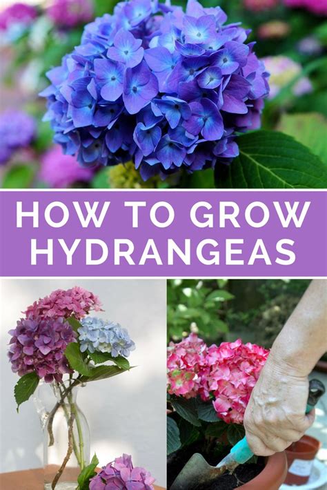 How To Grow Hydrangeas Everything You Need To Know Hydrangea Care