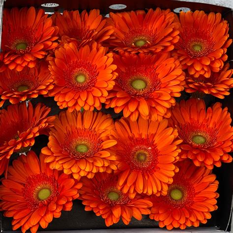 15 Orange Gerbera Nova Blooms Uk