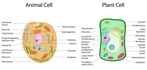 28 Animal Cell And Plant Cell Labeled  Colorist