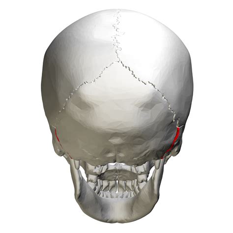 Fileoccipitomastoid Suture Skull Posterior View01png Wikimedia