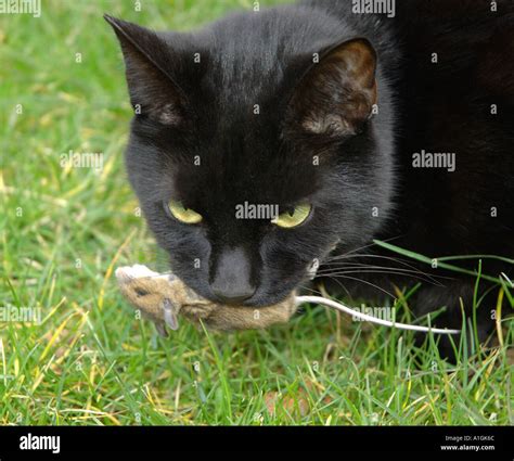 Black Cat Eating Mouse