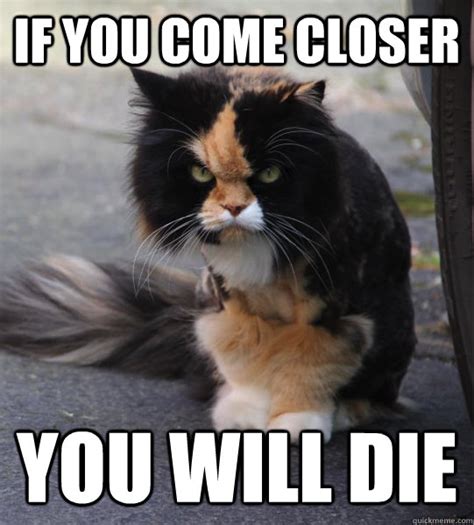 Evil Cat Memes Quickmeme