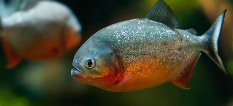 Fish Profile Red Bellied Piranha