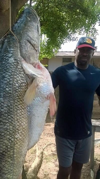 Omg See The Giant Fish Caught In A Lake At Iita In Ibadan Photos