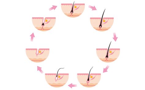 Hair Growth Cycle Understanding The Structure Of Your Follicles Vedix