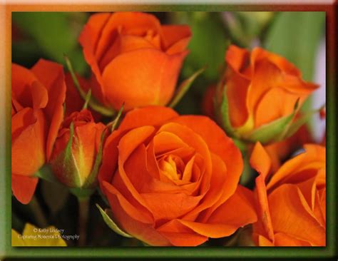 Rare10 Orange Rose Seeds Really Gorgeous Next Day Shipping From