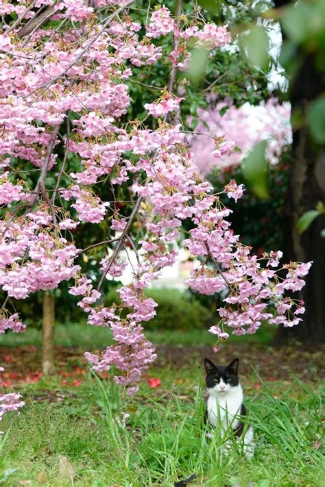 Sakura And Cat Via Nekomemo22 Wildlife Photography Raining Cats And