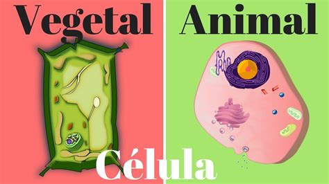 Cuadro Comparativo Entre Celula Animal Y Una Vegetal Kulturaupice