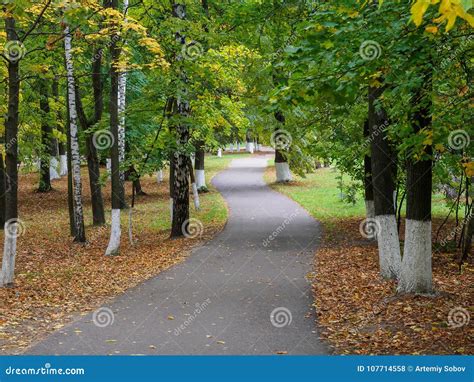 Trees With Yellowing Foliage Along The Path In The Autumn Park Stock