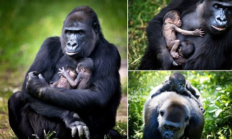 Gorilla Gives Birth To Adorable Baby Twins In Zoo In Arnhem Holland