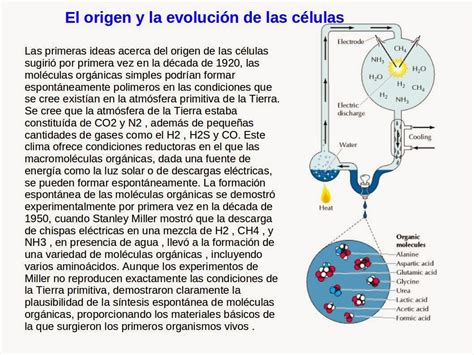 Café Y Biología Lección 13 Origen Y Evolución De Las Células