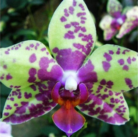 100 Pcs Purple Green Spots Rare Cymbidium Orchid Seeds Etsy