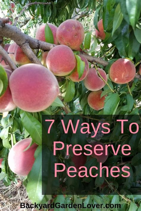 Place the bag on a small baking sheet or cutting board (check to make sure it fits in your freezer) and flatten the bag of peaches before moving the board with peaches to a flat surface the freezer. 7 Delicious Ways To Preserve Peaches | Preserve peaches ...
