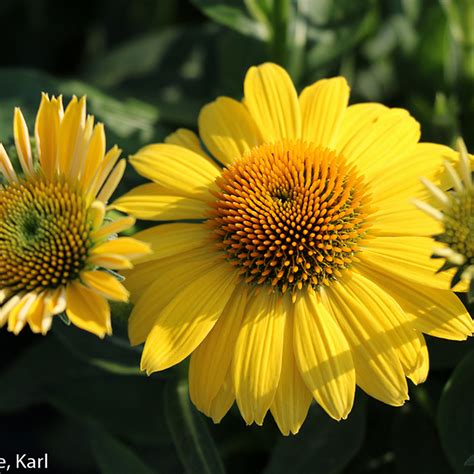Mellow Yellows Coneflower Plant Addicts