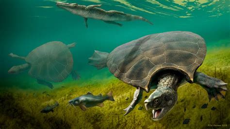 Largest Turtle That Ever Lived Had 10ft Shell With Horns To Fight