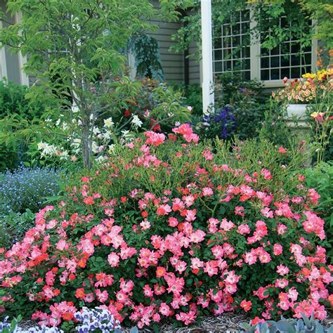 Coral Drift Groundcover Rose