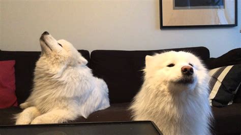 Two Samoyeds Singing Together Youtube