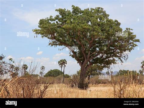 Sausage Tree Kigelia With Pods Stock Photo Alamy