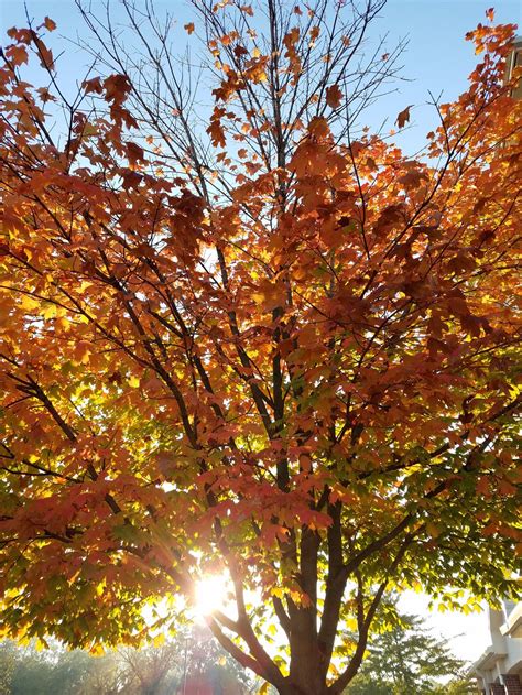 Autumn In Northwest Arkansas Smithsonian Photo Contest Smithsonian