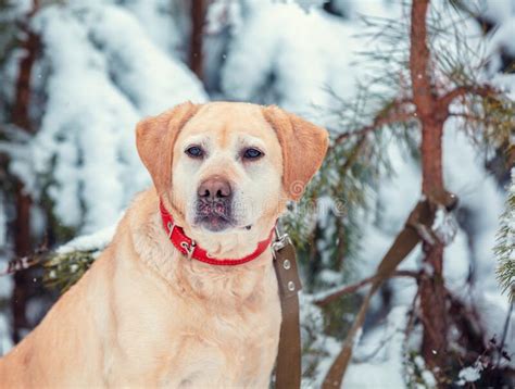 Labrador Retriever Dog Sits In The Winter Snowy Forest Stock Photo