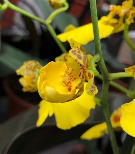 The Complete Guide To Oncidium Orchids