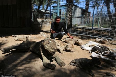 Inside The Worlds Worst Zoos Where Animals Were Starved To Death And