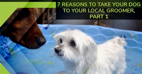 At fort collins petsmart pet stores, you'll find essential pet supplies and services. Dog Grooming Fort Collins: 7 Reasons to Take Your Dog to ...