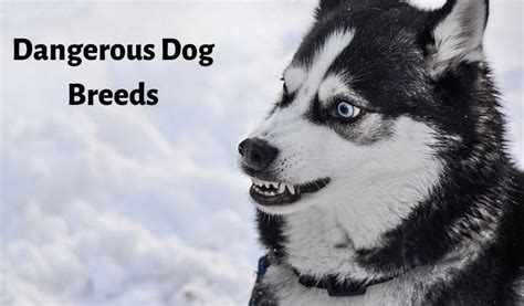 8 Most Dangerous Dogs Breeds In The World The Dogs Magazine