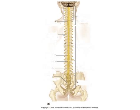 External Anatomy Of Spinal Cord Quiz