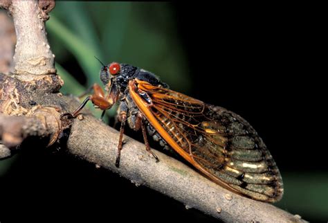 The cicadas (/sɪˈkɑːdə/ or /sɪˈkeɪdə/) are a superfamily, the cicadoidea, of insects in the order hemiptera (true bugs). Periodical Cicadas Nearing the Surface | Missouri ...