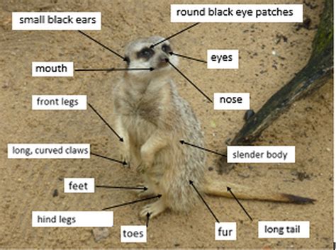 The Meerkat Animal Observations At Taronga Park Zoo