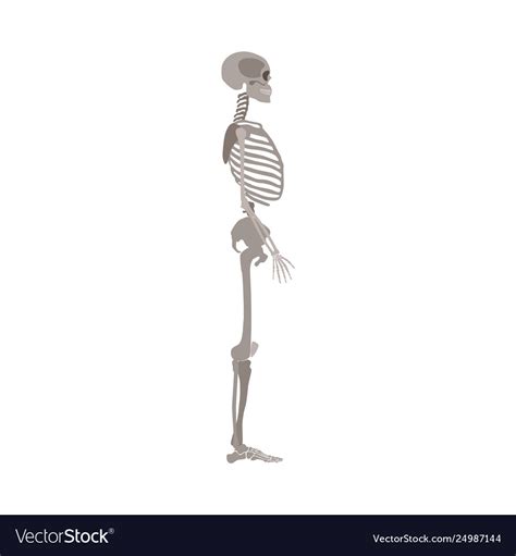 Human Skeleton Profile View Royalty Free Vector Image