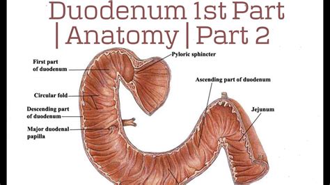 Duodenum Anatomy Parts Location Duodenum Function Problems Riset