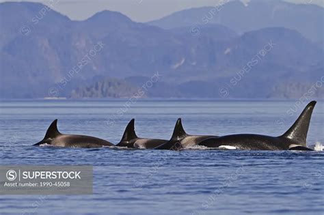 Killer Whales Orcinus Orca Off Malcolm Island Near Donegal Head In The