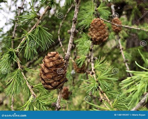 The Shortleaf Pine Pinus Echinata Die Fichtenkiefer Stock Image