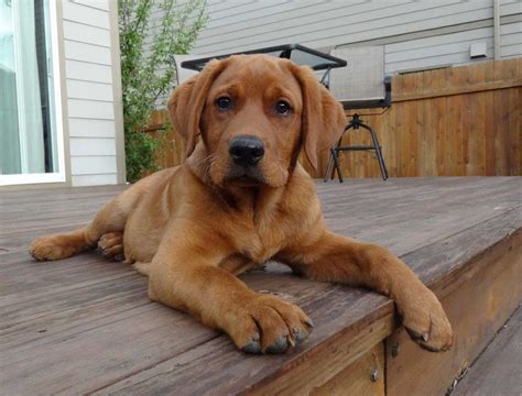 309 south middle rd, rr#2, maidstone, on n0r 1k0. Red Labrador Puppy