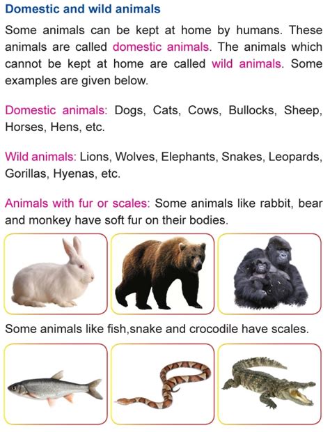 Grade 1 Science Lesson 3 The Animal Kingdom Primary Science