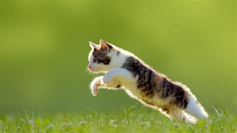 Jumping Cat Over Grass Cat Jumping Animals Grass Hd Wallpaper