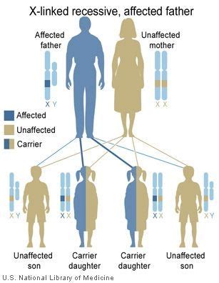 In particular, some versions of the y chromosome appear to be associated with increased aggression and alcoholism, and certain genes may influence diseases that are more. Males have one Y and one X chromosome whereas females have two X chromosomes. X-linked disorders ...