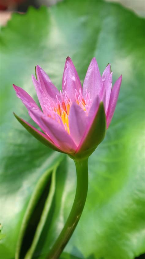 Bunga teratai atau lotus memang memiliki keindahan yang luar baisa dan tak akan habis untuk digali, kali ini caraopi mencoba. Mewarnai Kolam Bunga Teratai : Gambar Mewarnai Bunga ...