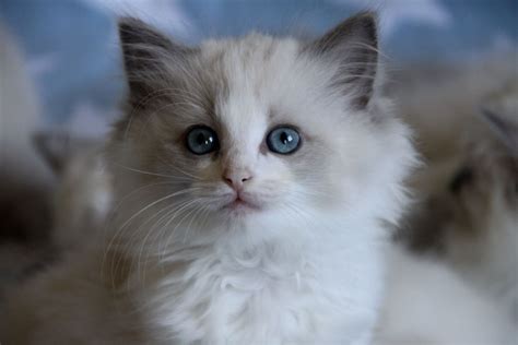 Blue Bicolor Ragdoll Kittens For Sale Tabitomo