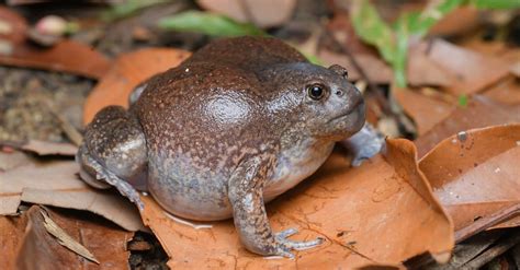 Burrowing Frog Animal Facts Az Animals