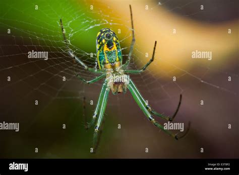 Venusta Orchard Spider Leucauge Venusta Usa Stock Photo Alamy