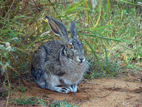 Jack Rabbit Jack Rabbit Rabbit Wildlife