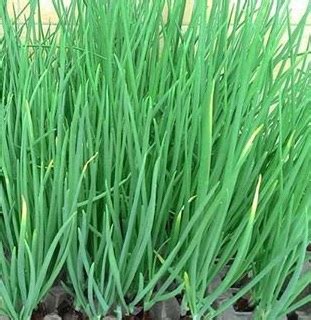 Menumbuhkan daun bawang, menumbuhkan daun bawang di air, bagaimana menumbuhkan daun bawang, tips menumbuhkan. PENYAKIT MOLER / MULET / INUL PADA TANAMAN BAWANG MERAH | Pertanian