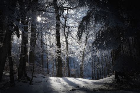 Winter In The Dark Forest Download Wallpaper Of Amazing